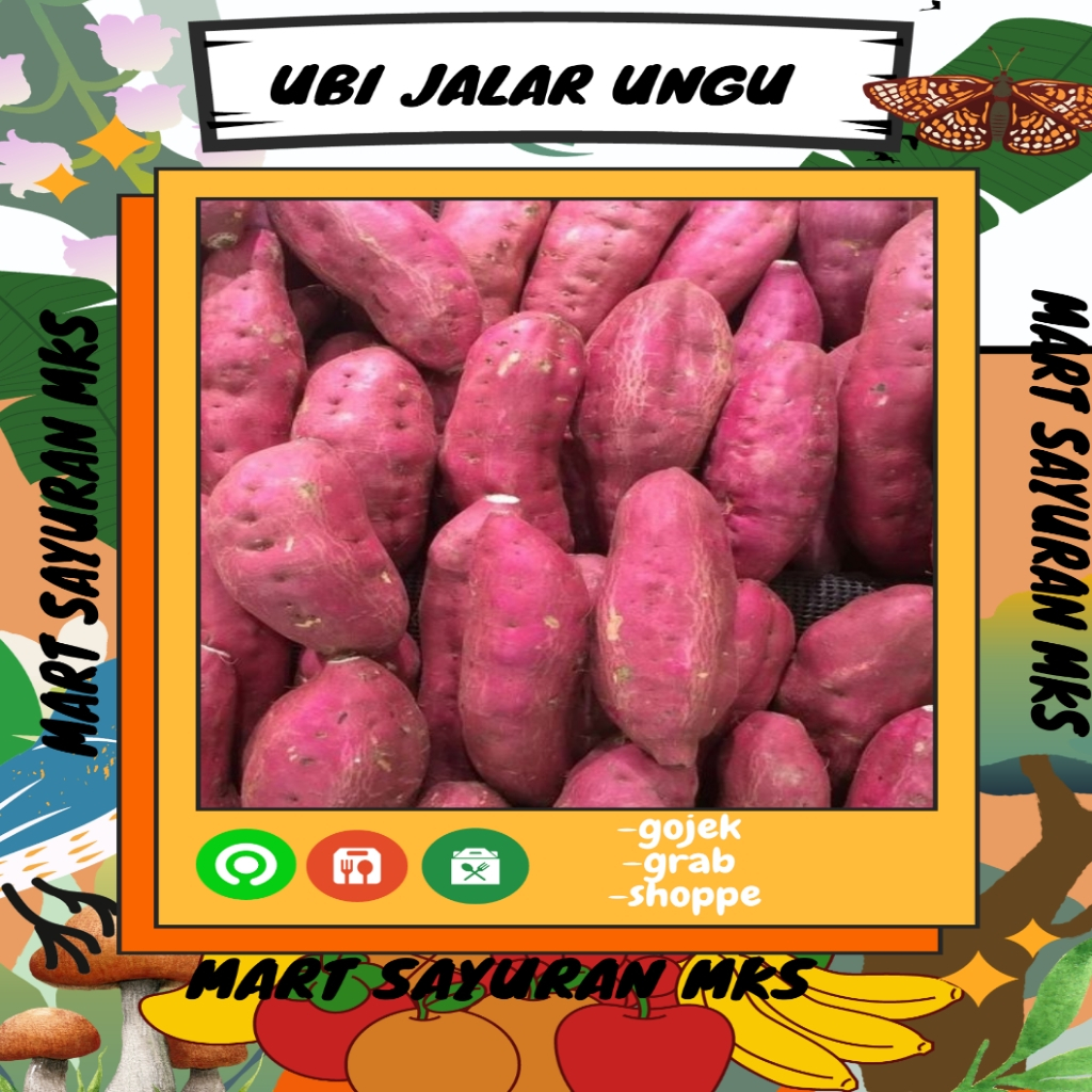 

Ubi jalar ungu ubi ungu perkilo