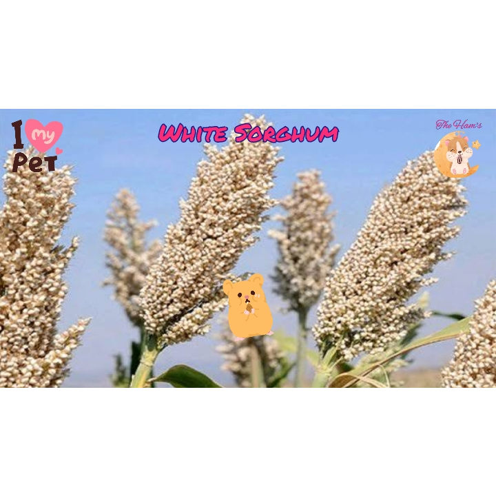 (The Ham's) Sorgum Putih / White Sorgum Tangkai Sprays Hamster Forage
