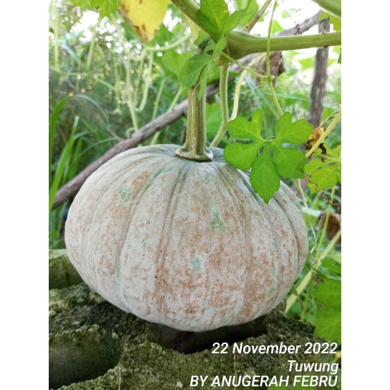 Benih bibit waluh labu kuning 26 biji buah kecil lebat