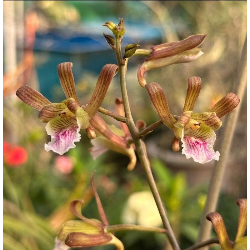 Eulophia petersii (Anggrek Gurun)
