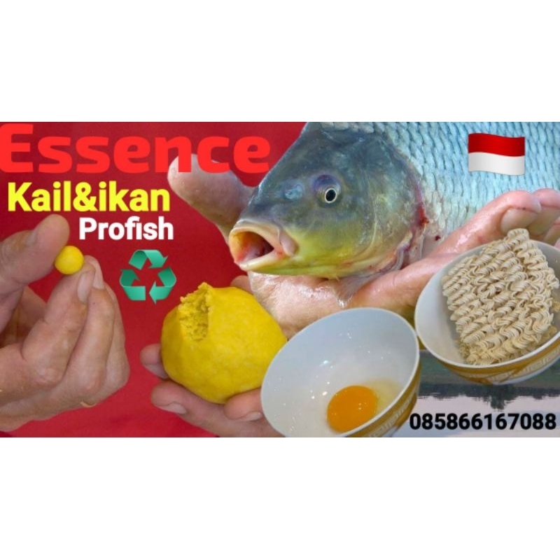 ESSEN UMPAN IKAN MAS INDUK BABON