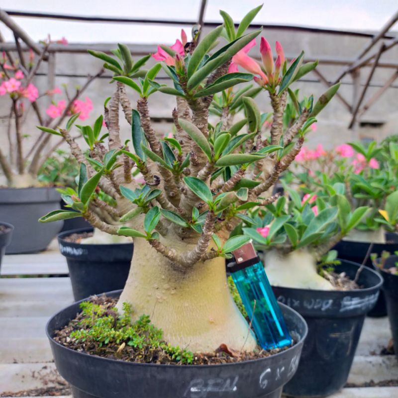 WKL x KLT (Adenium Arabicum/Karakter)