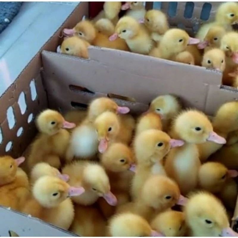 DOD ANAK BEBEK HIDUP