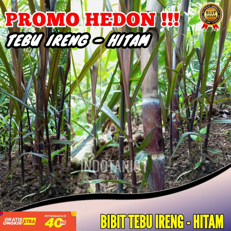 Bibit tebu Ireng / hitam - Bibit tebu - terlaris bibit tebu ireng hitam