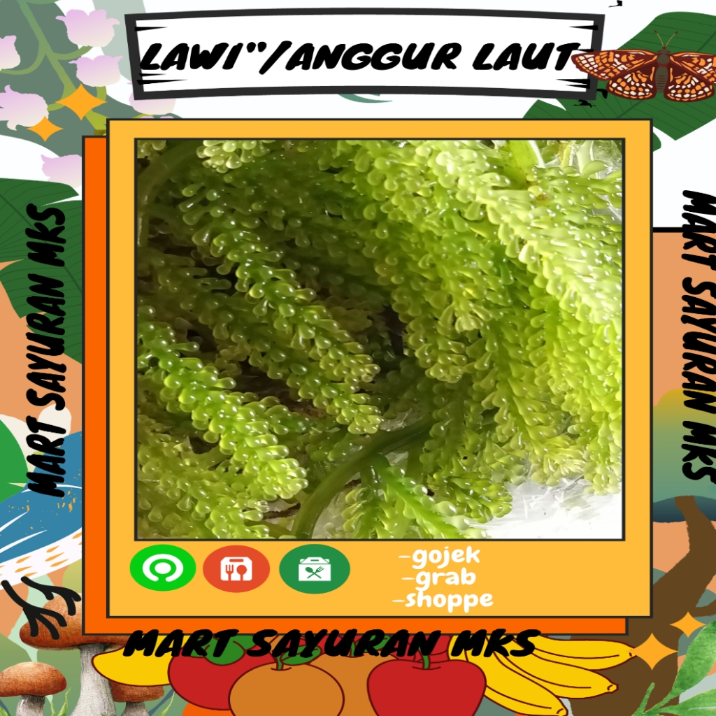 

Perpaket lawi lawi/Donge/Rumput Laut/Anggur Laut