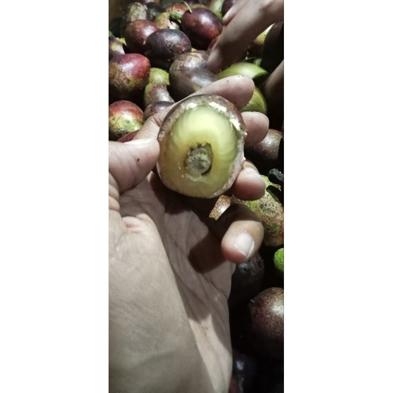 

Buah Matoa Fresh 1Kg/Tebal/Manis