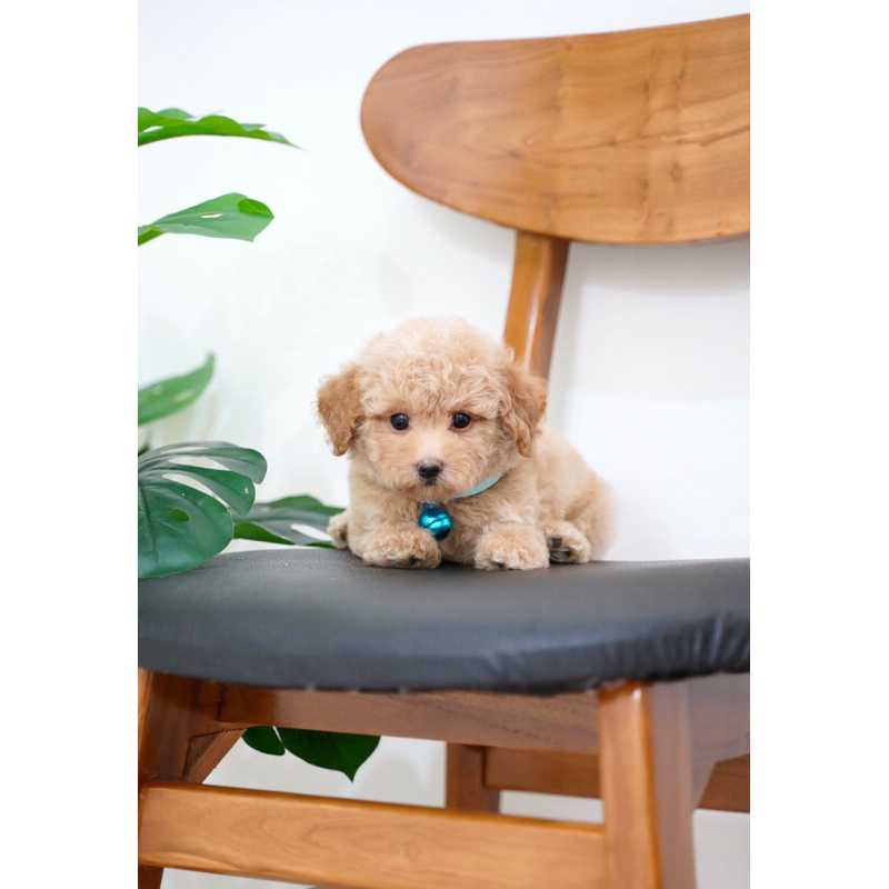 Tiny Toy Poodle Puppy Apricot Fawn Bulu Glamour