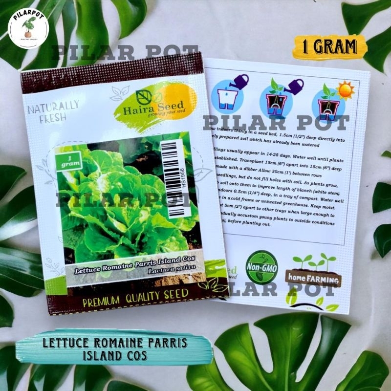 Benih Bibit Selada Green Romaine Parris Island Cos Haira Seed - SELADA PARRIS ISLAND COS