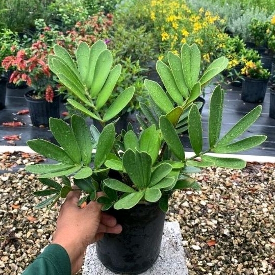 Tanaman hias zamia furfuracea