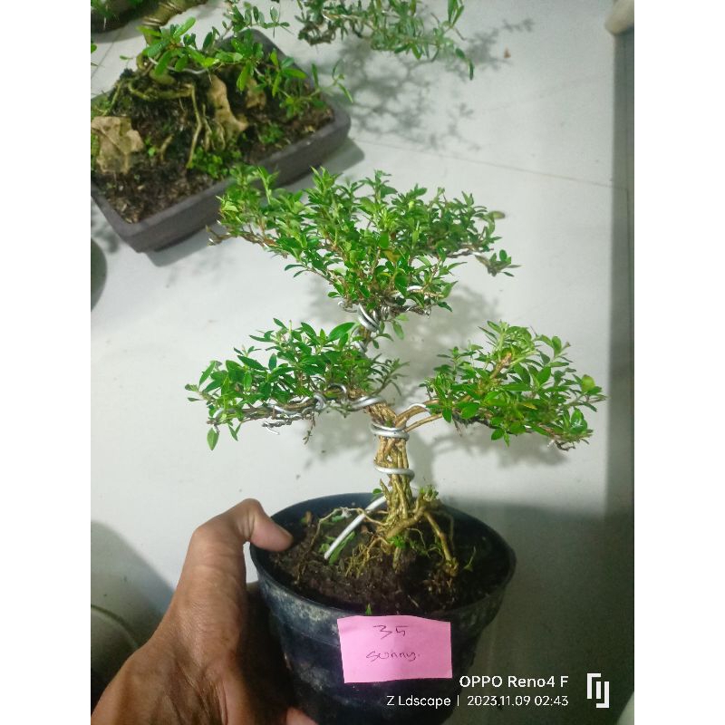 bonsai melati jepang 1