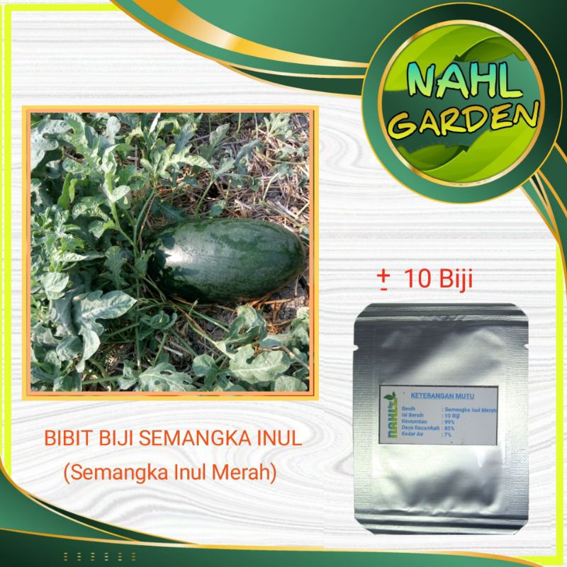 BIBIT BIJI SEMANGKA INUL (Semangka Inul Merah)