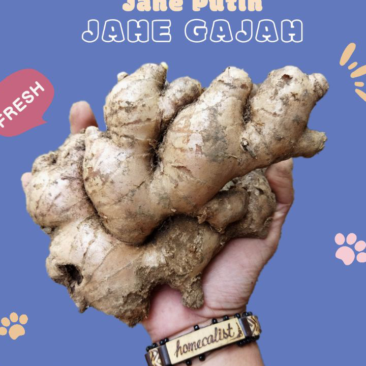 

Pasti Murah Jahe Gajah Jahe Putih Segar Bahan Masakan ➡✷
