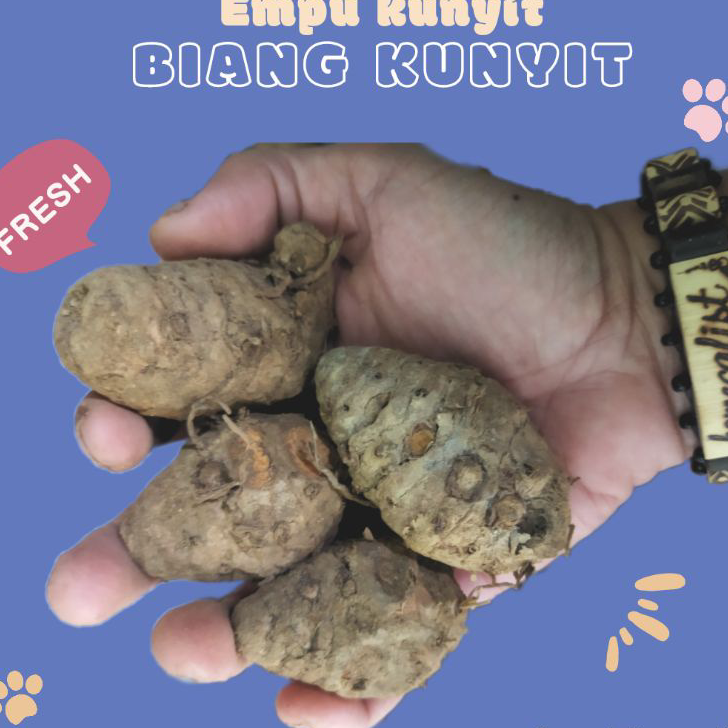 

Ready stock Biang kunyit 1kg Biang Kunyit Segar / Empu Kunyit ➻➶✱✼