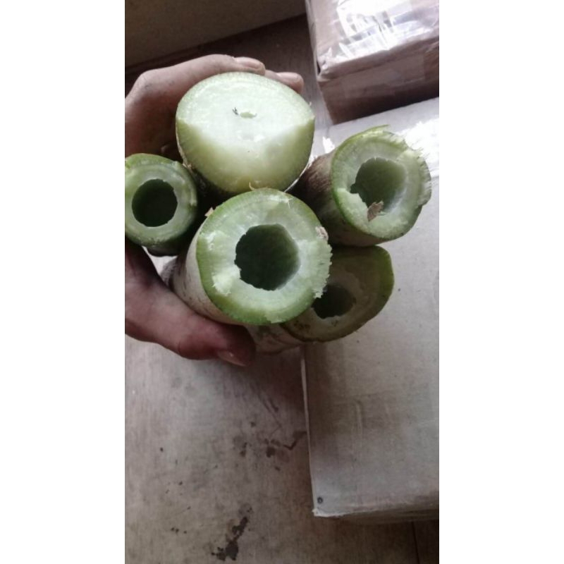 

Batang pepaya segar berat 500g untuk obat herbal