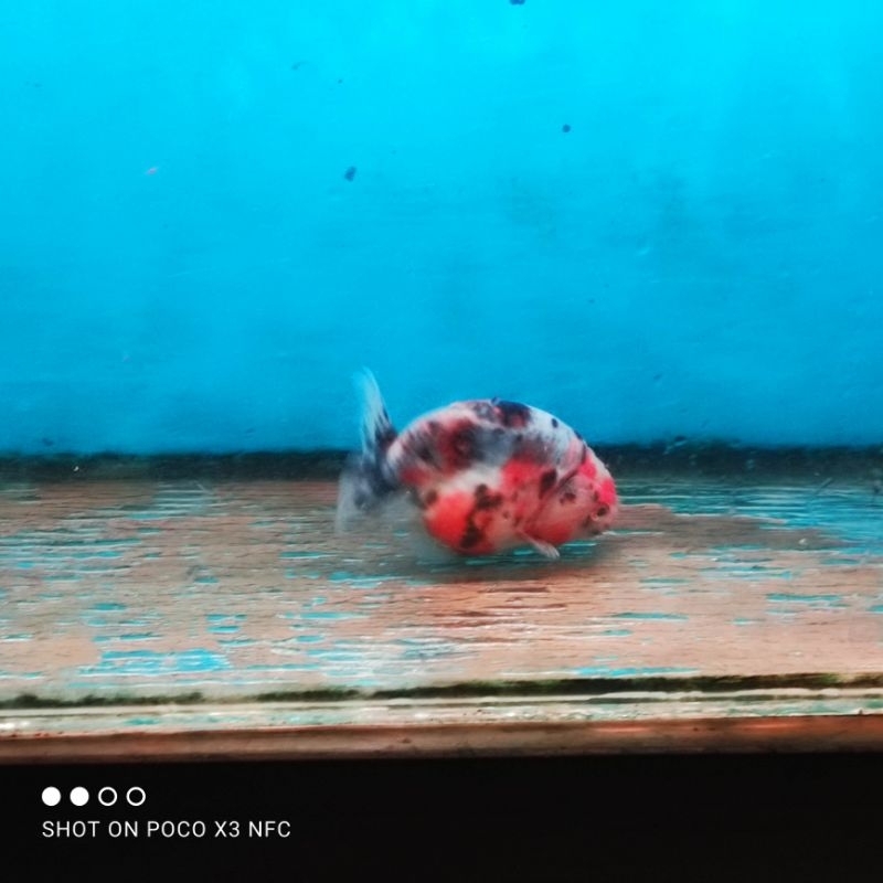 RANCHU