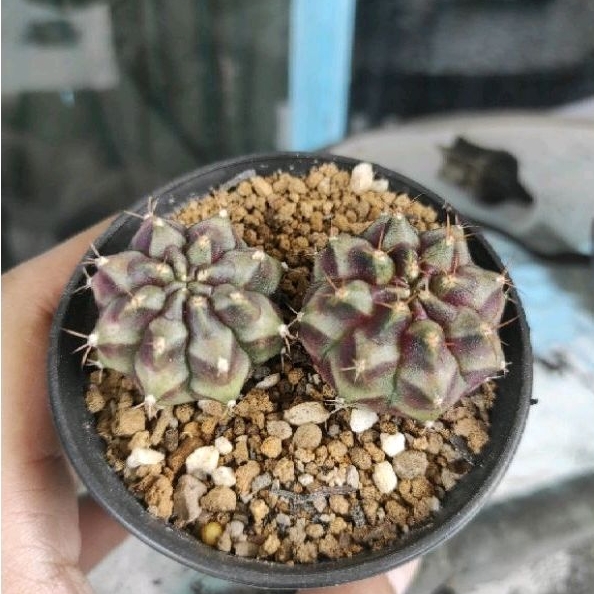 kaktus cactus fantasy dream gymno miha