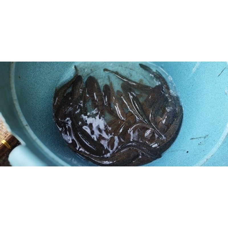 

Ikan gabus/kocolan/kutok