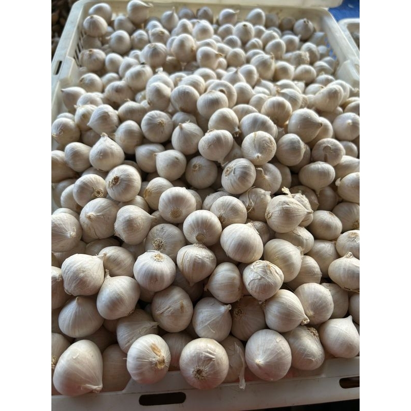 

Bawang putih tunggal ukuran besar