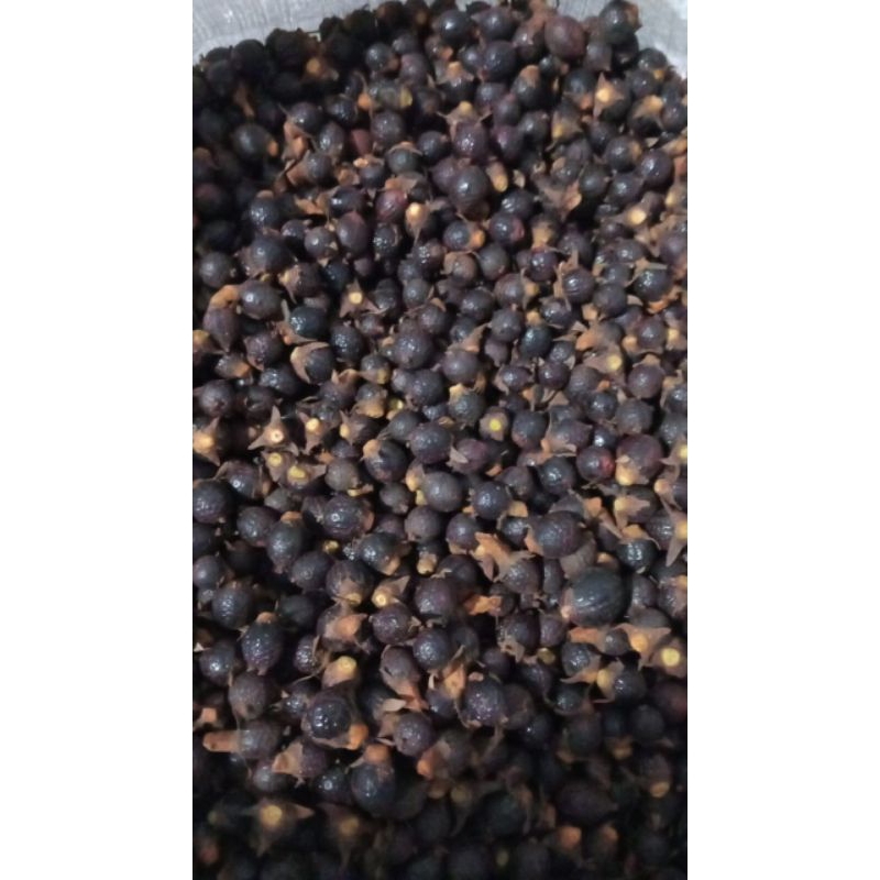 

jernang super asli Aceh utara