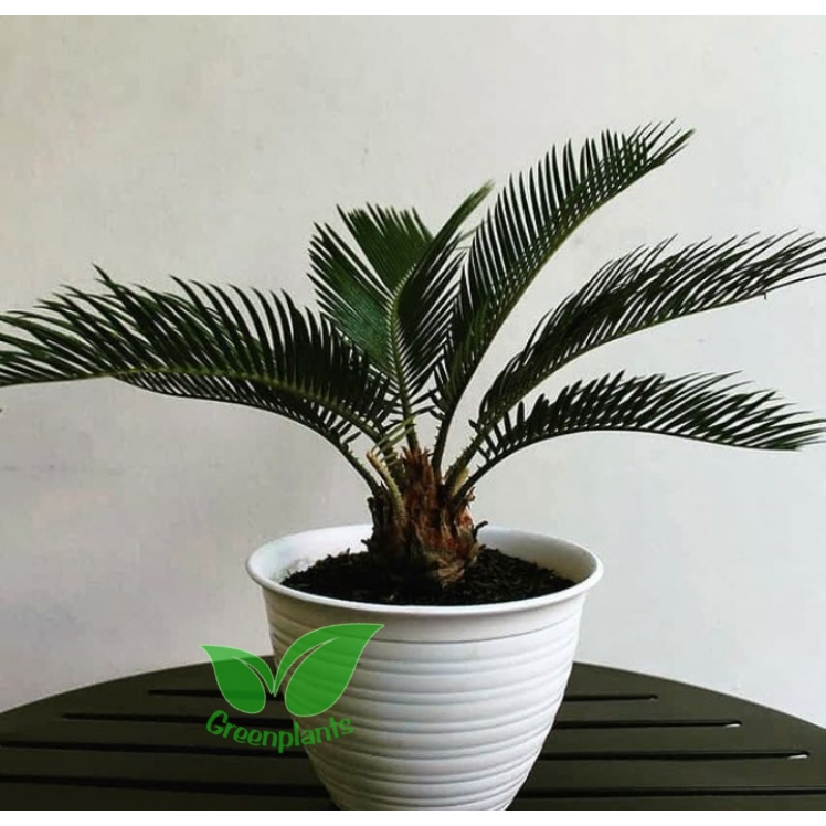 Tanaman hias palem sikas / pohon palem sikas / pohon taman