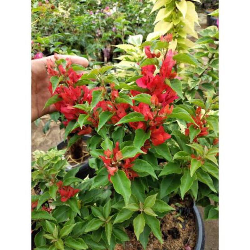 Bougenville Merah Ekor Musang