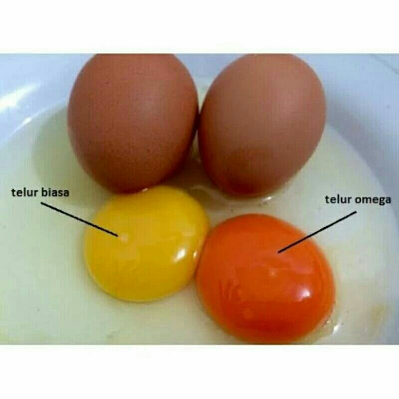 

Telur Omega 3 per 1KG / 1000gr - Telur Ayam Red Yolk - Omega 3 6 9 - Golden EGG - Grosir dan Eceran