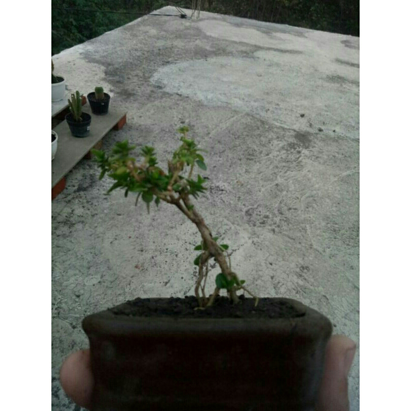 bahan bonsai shito sancang..