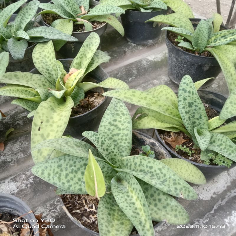 lidah katak varigata