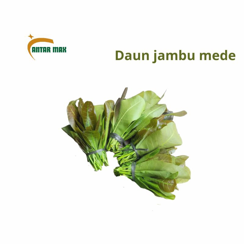 

Daun jambu mede 1pcs