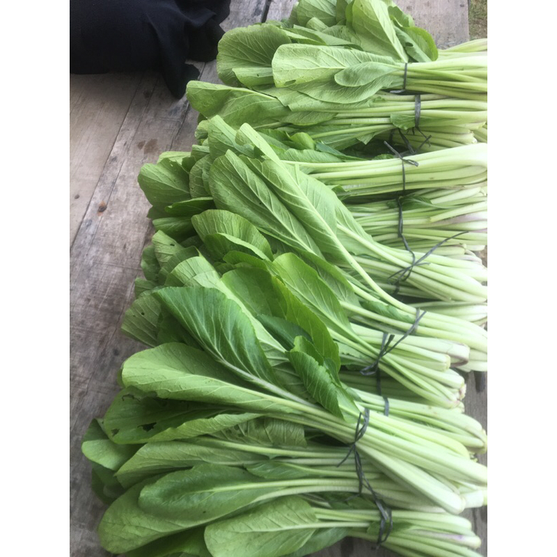 

sayuran segar sawi/pokcoy dari petani langsung