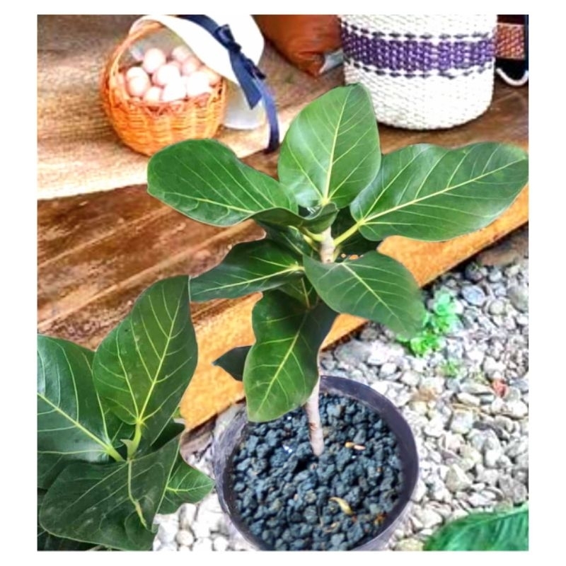 ficus benghalensis candi Mendut atau pohon dewata jenis ficus langka
