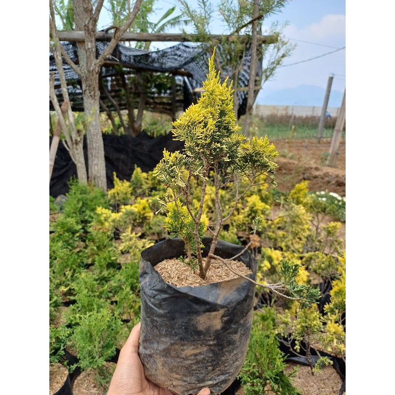 Cemara golden peking ukuran 20-30 Cm