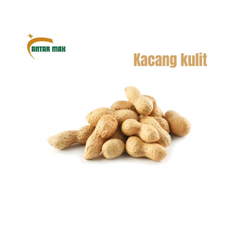 

Kacang tanah kulit mentah