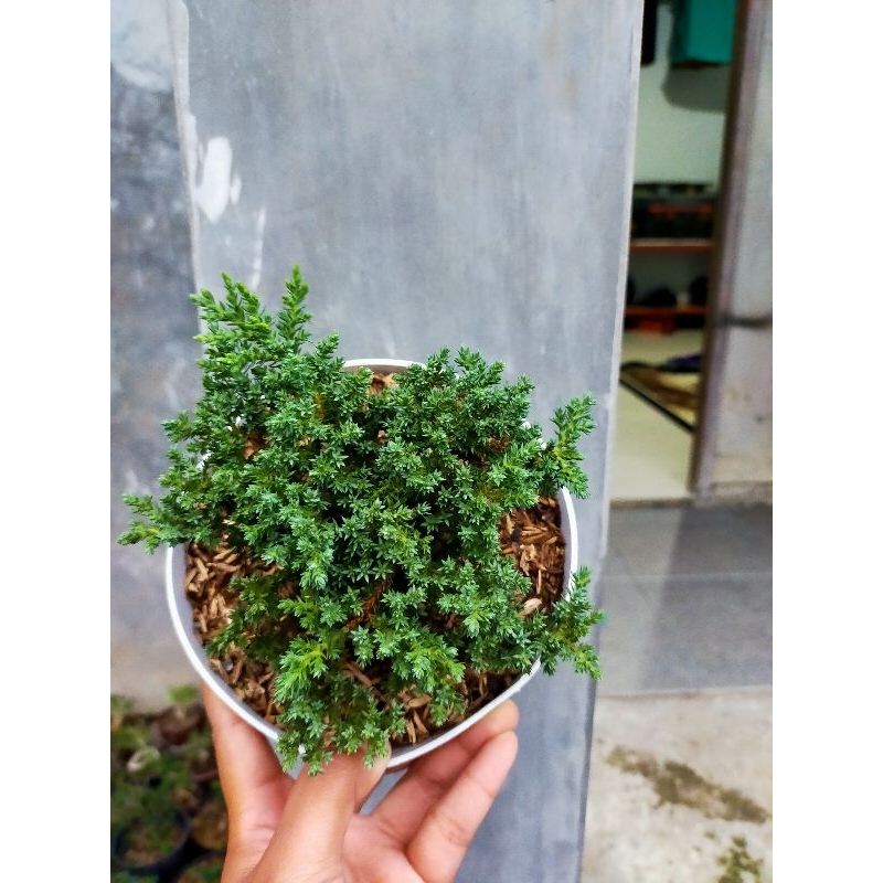 Juniperus Procumbens Nana/ Cemara Dwarf Import Asli Jepang