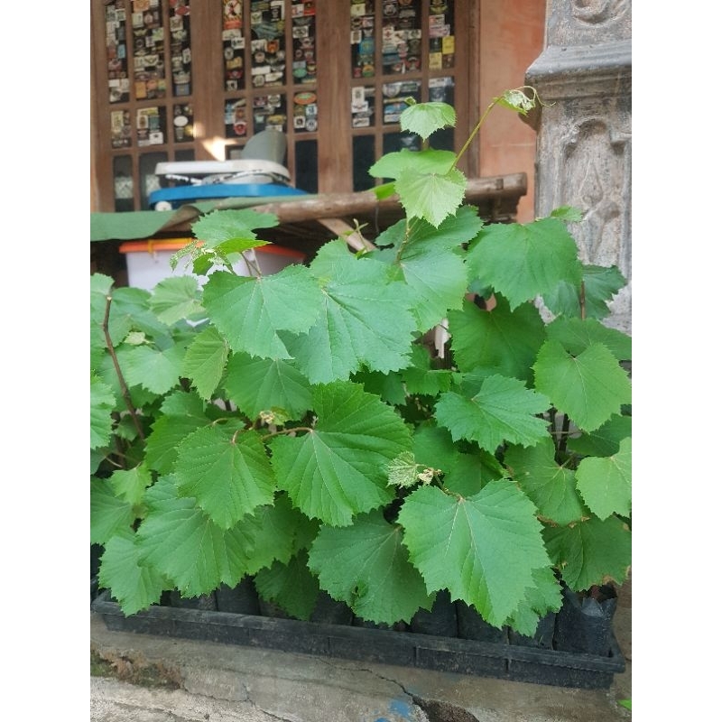 1paket isi 4 bibit anggur rootstock creola negra (CN)