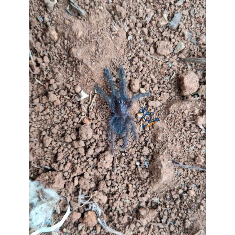 Sling ~ Juve Cyriopagopus Sp Hati-Hati