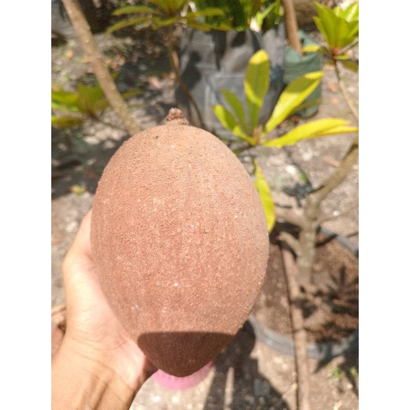 20 bibit MAMEY SAPOTE VARIAN KEYWEST