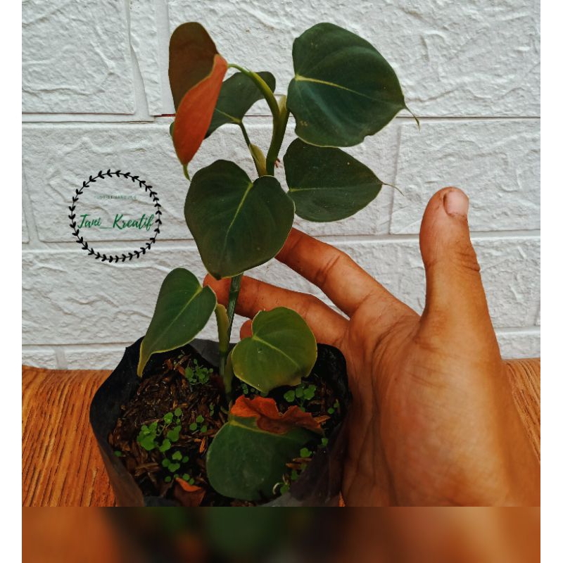 Phylodendron Lupinum