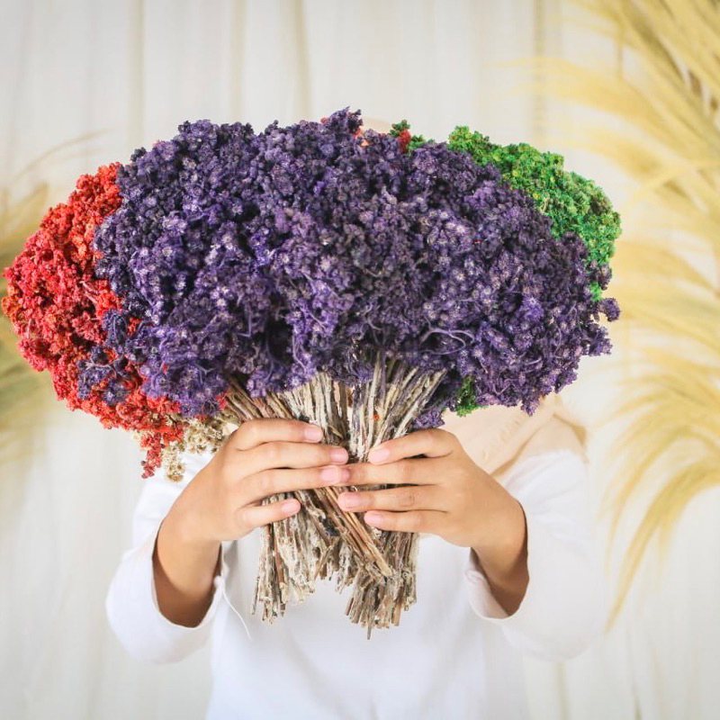 PROMO bunga Abadi Budidaya IKAT BESAR  bunga edelweis bunga edelweis bunga kering edelweis putih Min