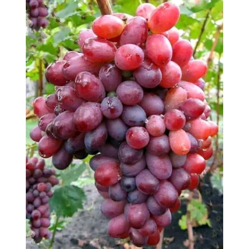 Anggur Import Jupiter varian genjah berbuah (tanpa biji)
