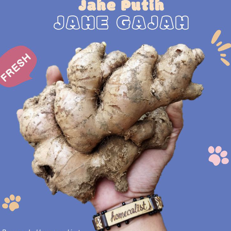 

Laris Jahe Gajah Jahe Putih Segar Bahan Masakan