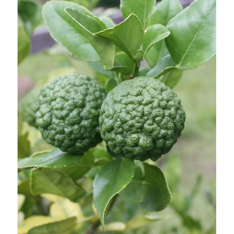 jeruk purut sudah berbuah