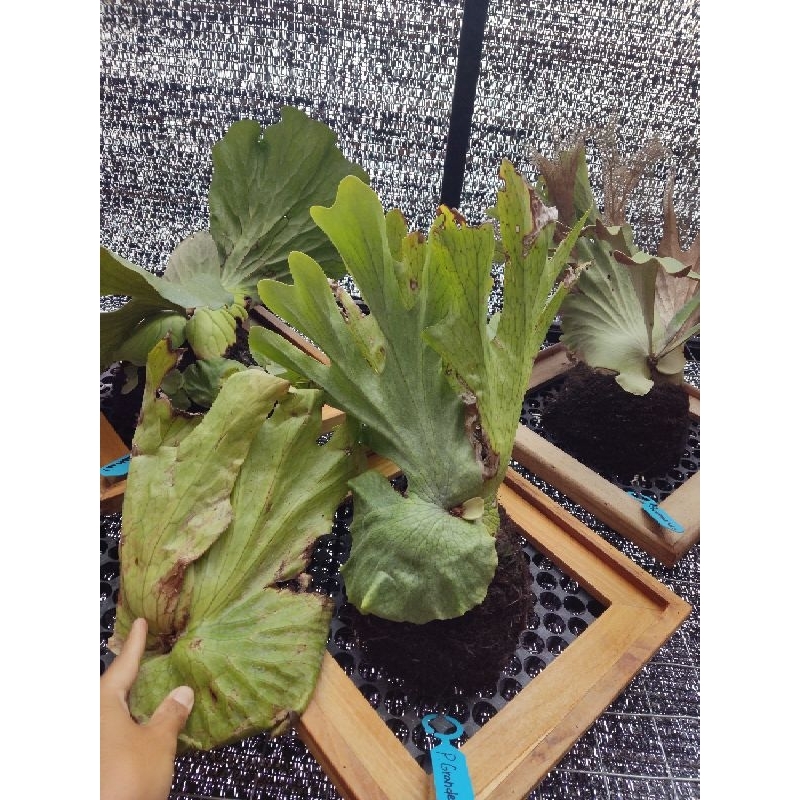 platycerium grande cabutan ukuran 40cm, simbar bali, simbar platycerium murah, platycerium grande mu