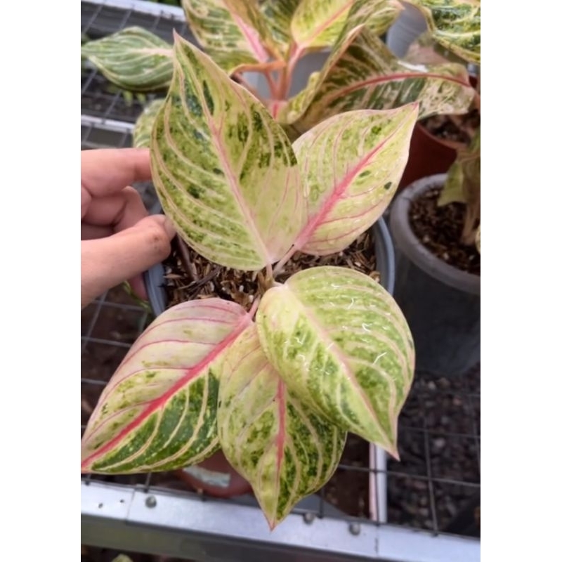 Aglaonema Esmeralda Golden