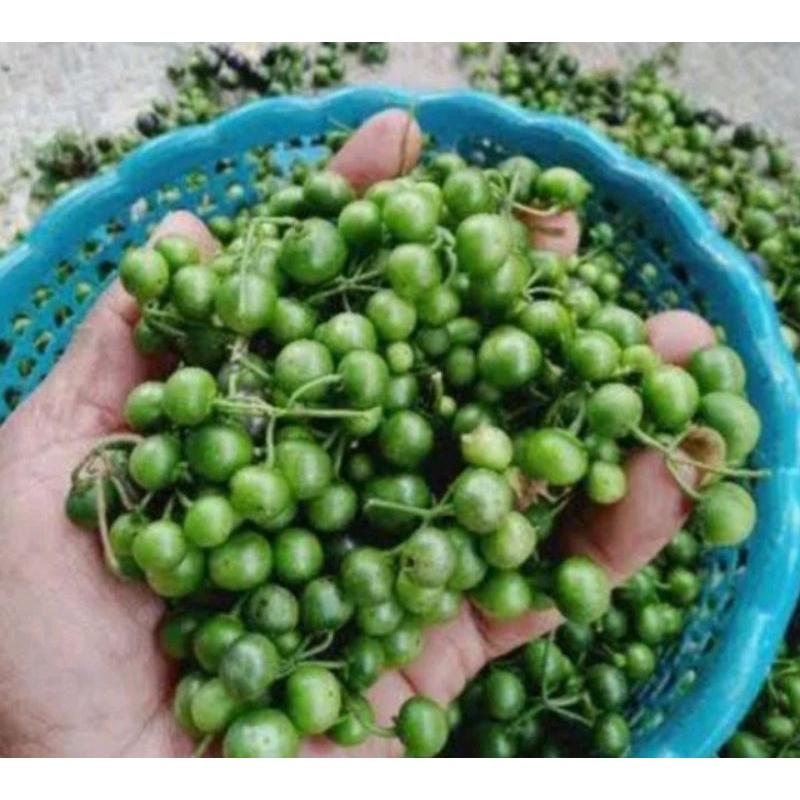 Lalapan Lenca Buah Lenca Segar 1 Kg