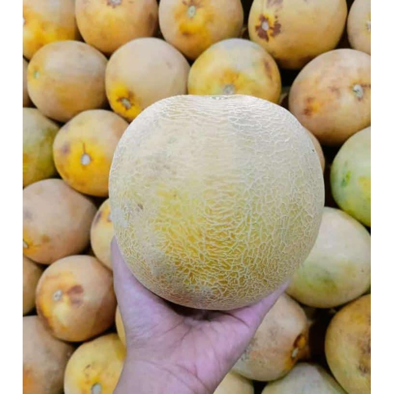 

melon_madu