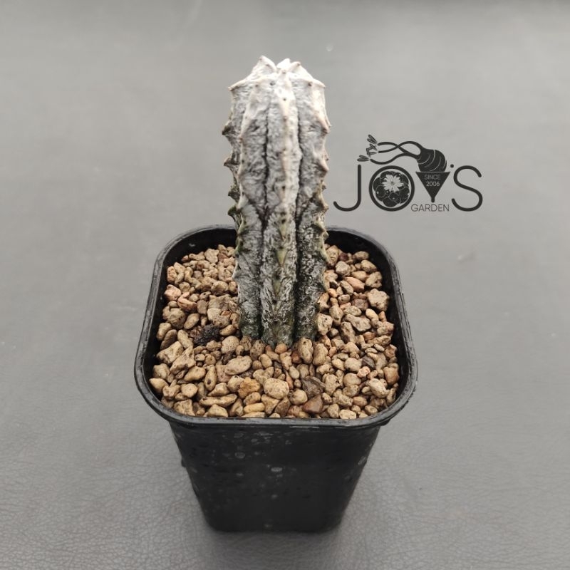 Tanaman Sukulen : Euphorbia abdelkuri