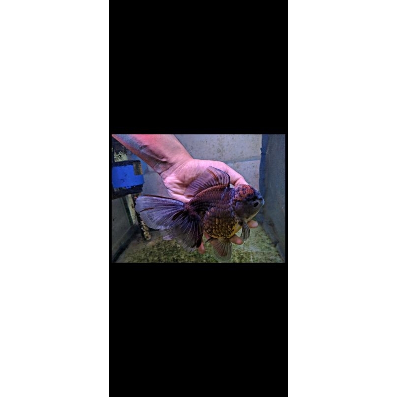 INDUK KOKI ORANDA. TOP GRADE / ikan hias