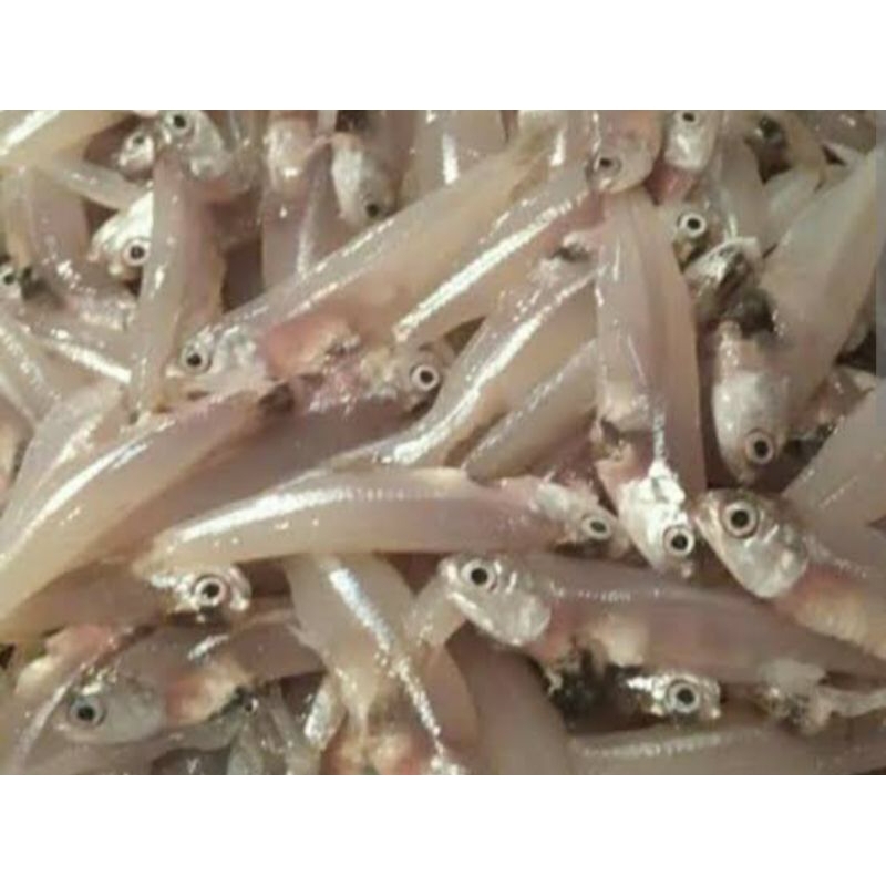 

IKAN BILIS / TERI BASAH 250 GR SAYUR SEGAR PALBANG