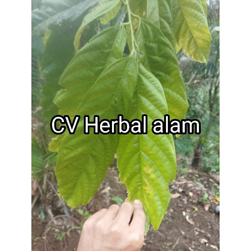 

Daun kakao atau daun Coklat segar 30 lembar
